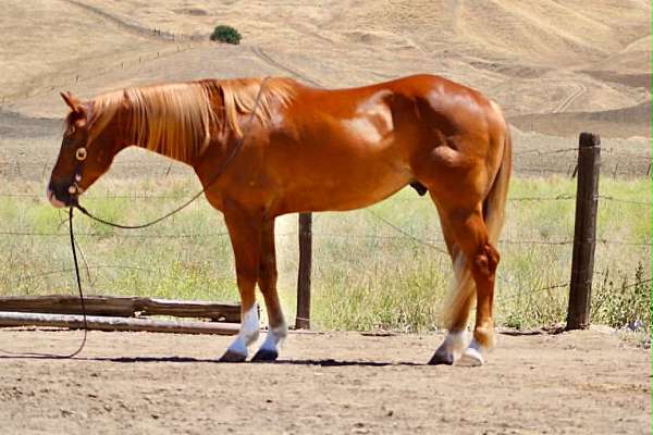 all-around-quarter-horse
