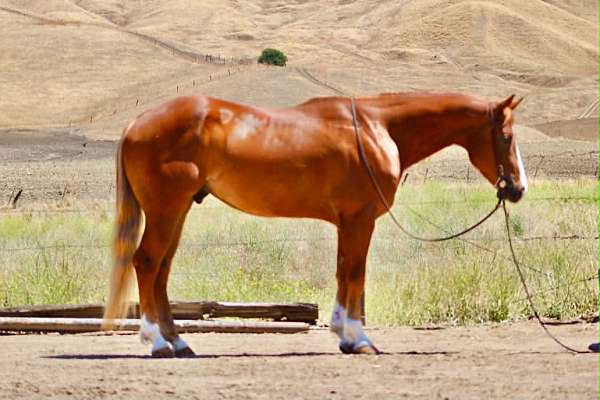 athletic-quarter-horse