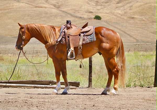 beginner-quarter-horse