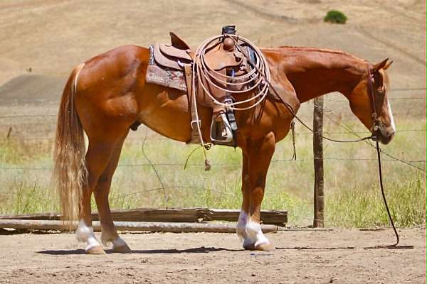 calf-roping-quarter-horse