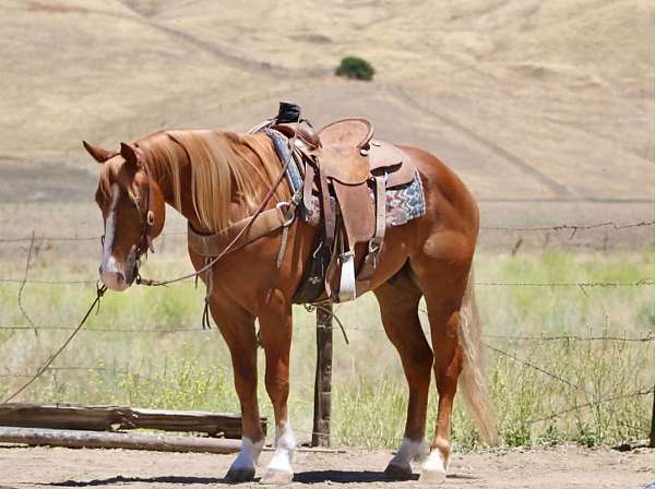 endurance-quarter-horse