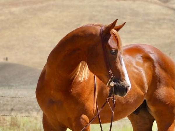 experienced-quarter-horse