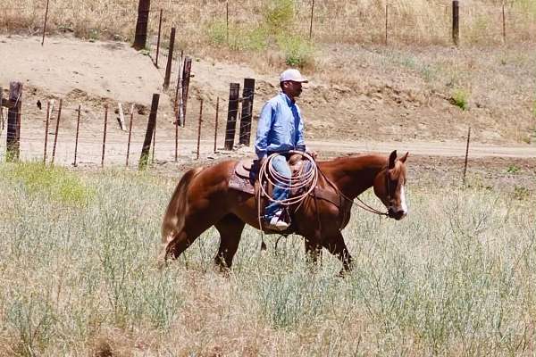 flashy-quarter-horse