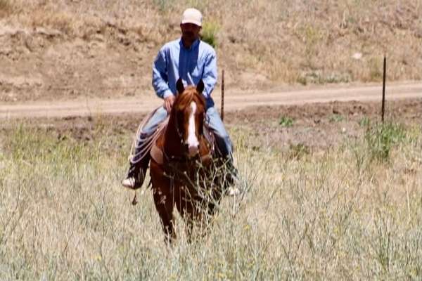 flaxen-mane-quarter-horse