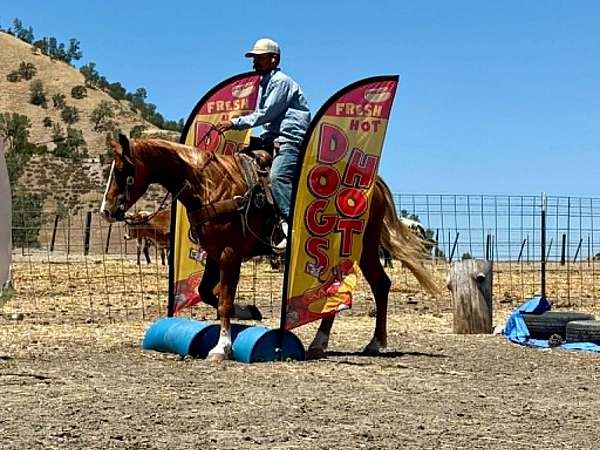 performance-quarter-horse