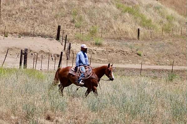 ranch-quarter-horse