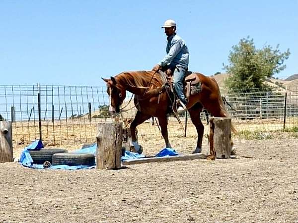 ranch-versatility-quarter-horse