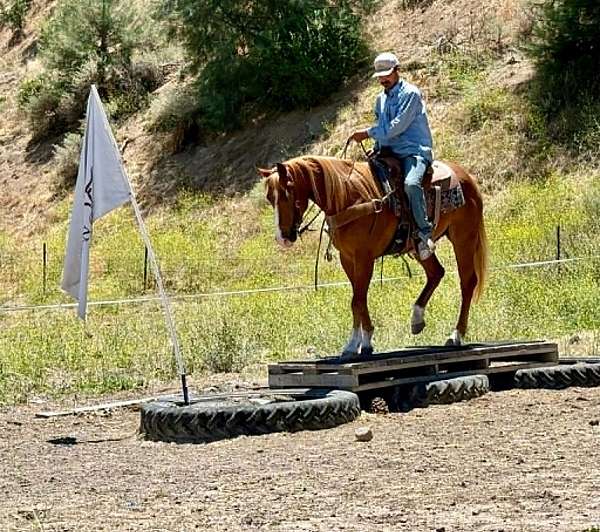 ranch-work-quarter-horse