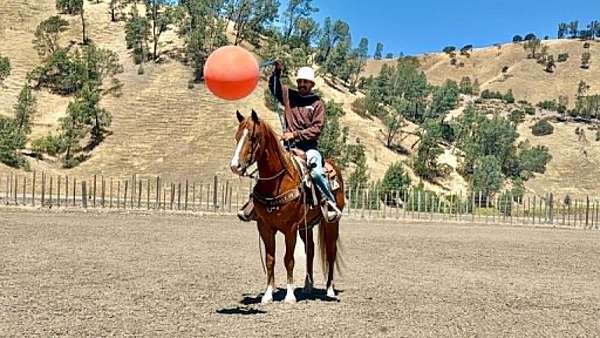 ridden-western-quarter-horse
