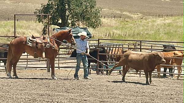 roping-quarter-horse