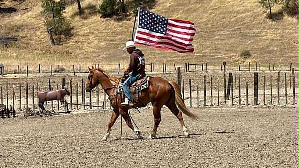 trail-quarter-horse