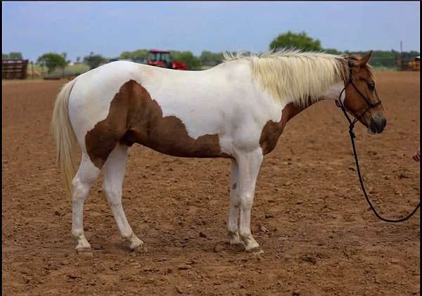 all-around-paint-horse