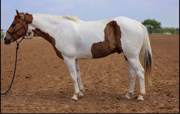 athletic-paint-horse
