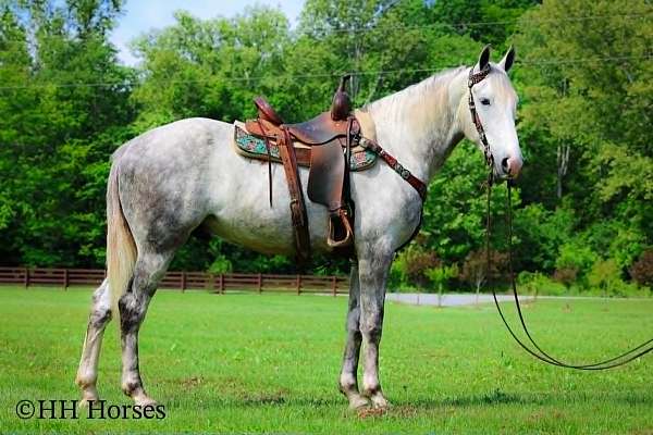 all-around-draft-horse