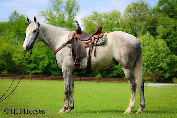 athletic-draft-horse