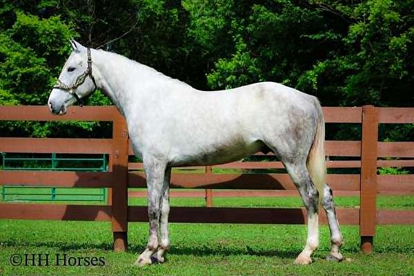 beginner-draft-horse