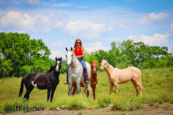 draft-horse