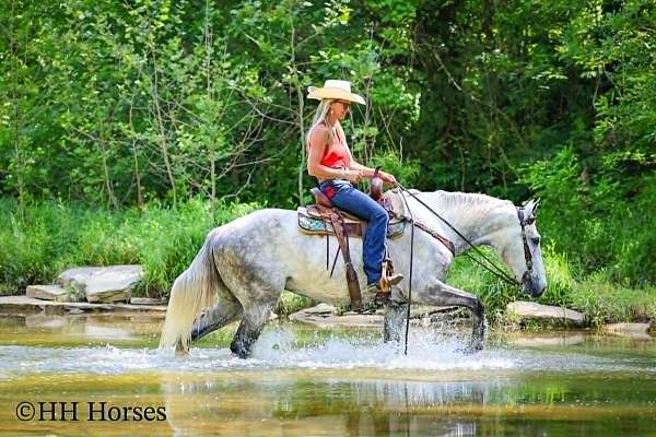 experienced-draft-horse