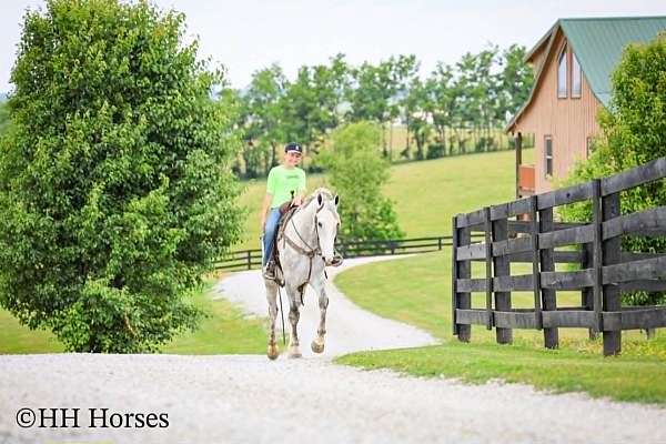 flashy-draft-horse