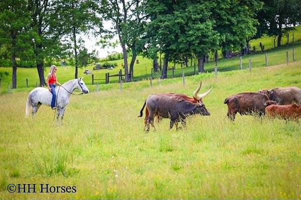 kid-safe-draft-horse