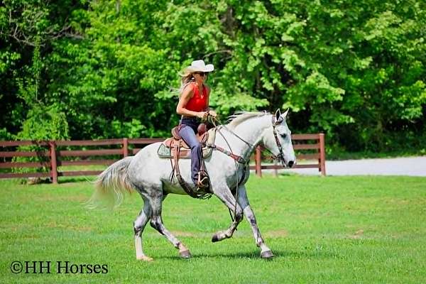 ranch-draft-horse