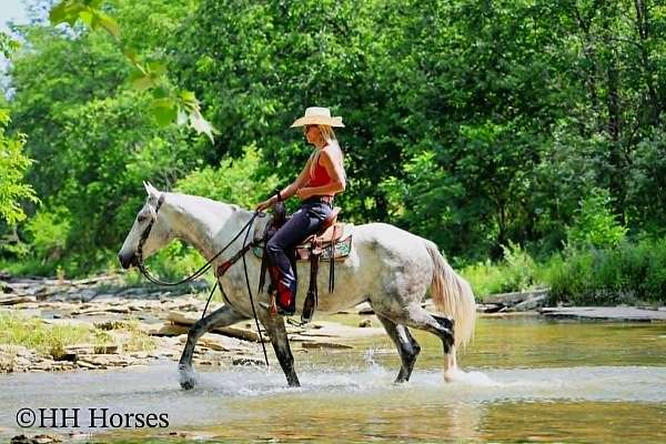 ranch-versatility-draft-horse
