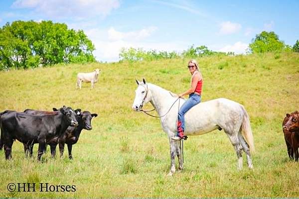ridden-western-draft-horse