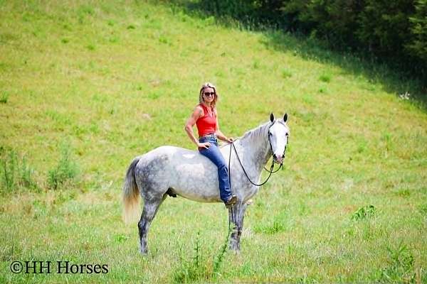 roping-draft-horse