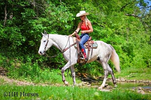 trail-draft-horse