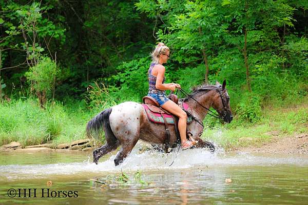all-around-appaloosa-horse