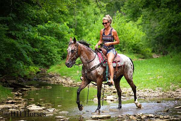 athletic-appaloosa-horse