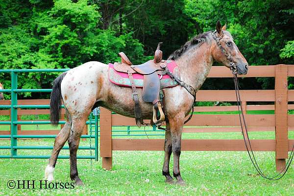drill-team-appaloosa-horse