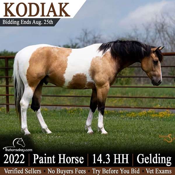 red-roan-white-legs-horse