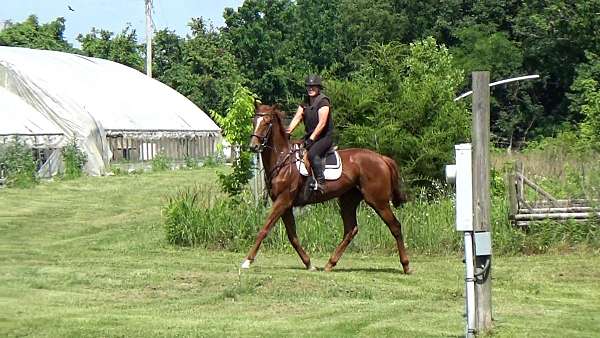 chestnut-thoroughbred-ridgling