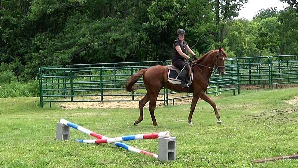 horses-for-sale-ridgling