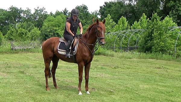 ottbs-for-sale-ridgling