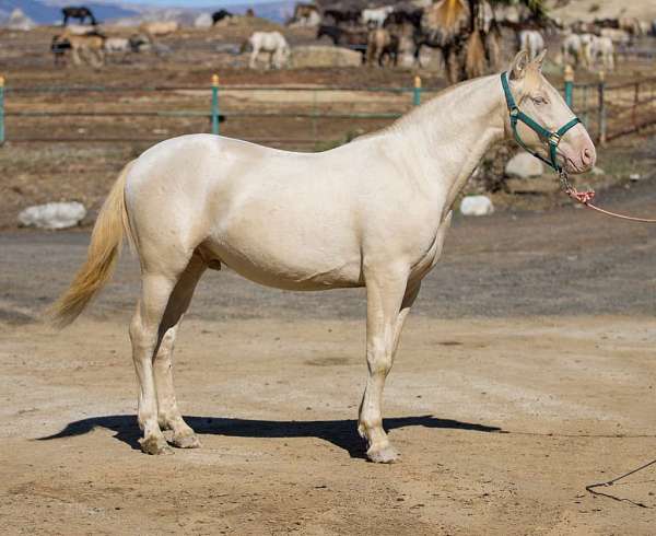 perlino-andalusian-horse