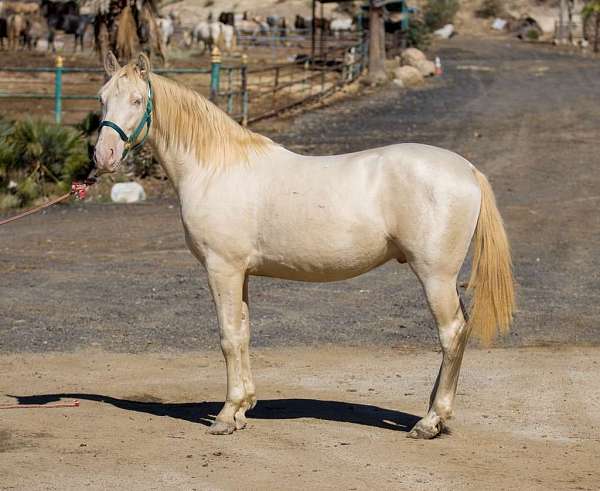 caballos-andalusian-horse