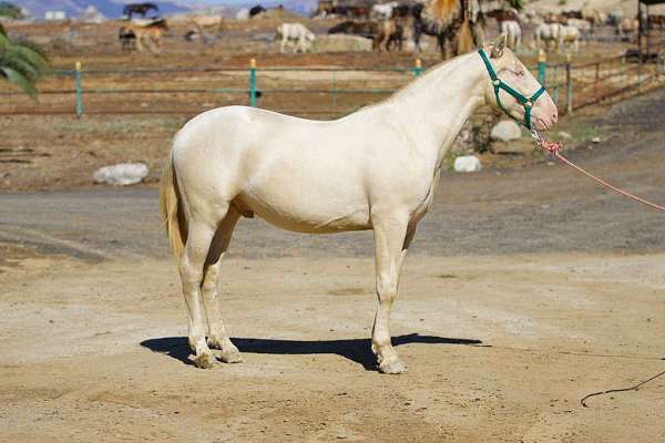 caballo-andalusian-horse