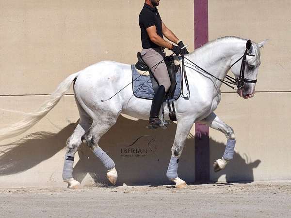 lusitano-horse