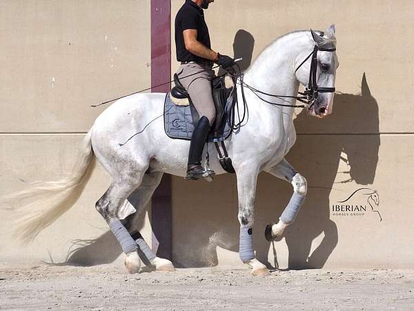 stallion-lusitano-horse
