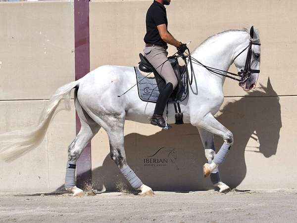 piro-free-lusitano-horse