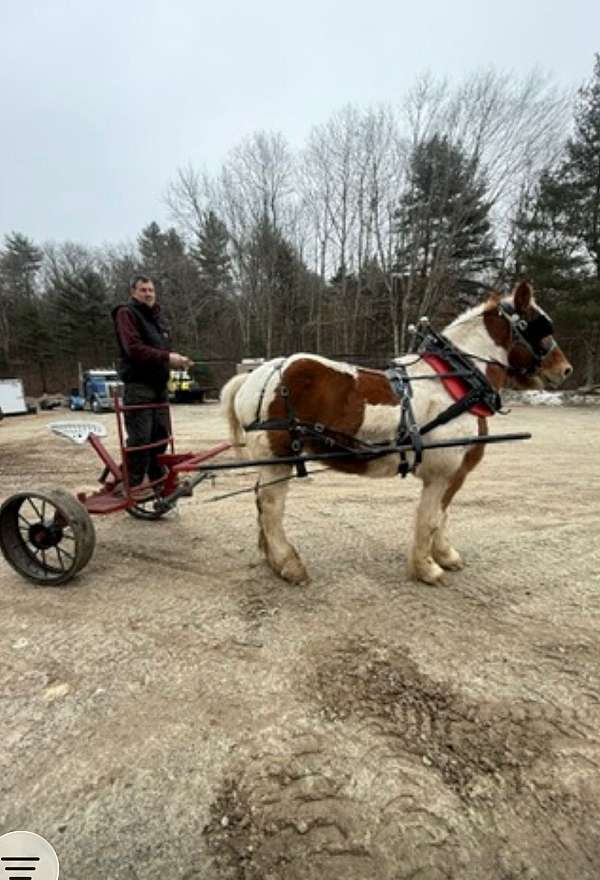 companion-belgian-pinto-horse