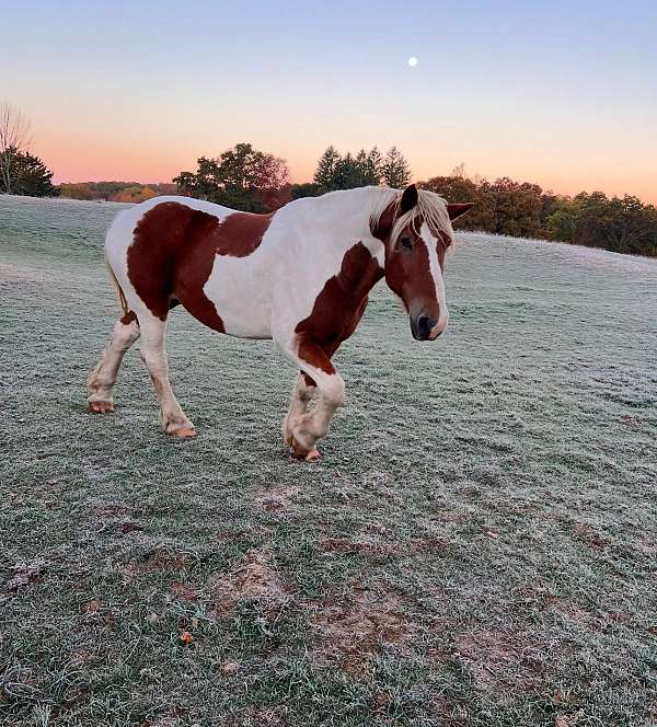 driving-belgian-pinto-horse
