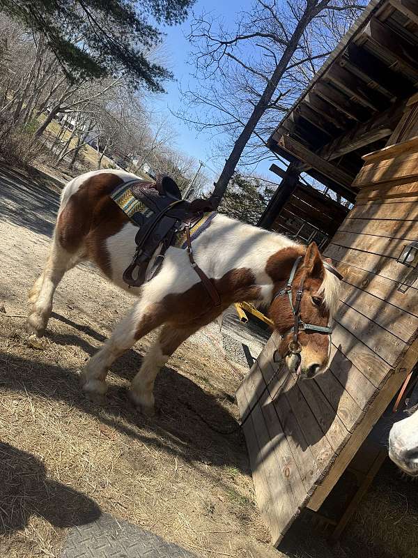 pleasure-driving-belgian-pinto-horse