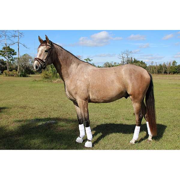 barefoot-hanoverian-horse