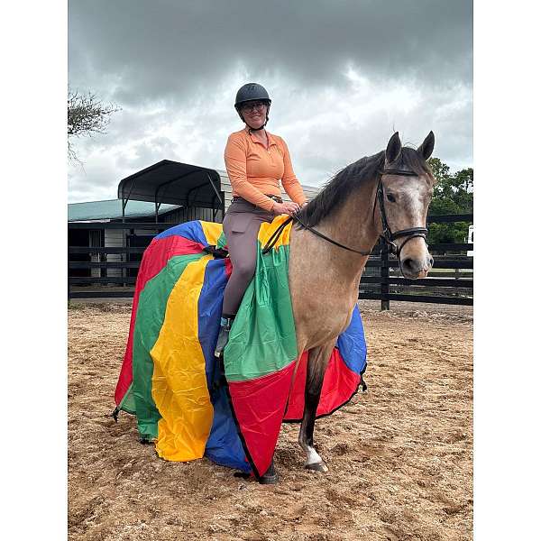 comfortable-hanoverian-horse