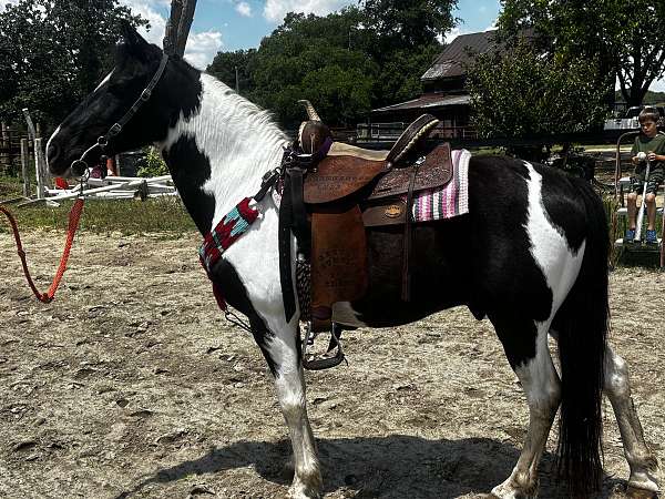 paint-pony-gelding