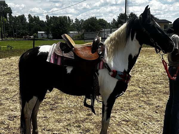 paint-pony-for-sale