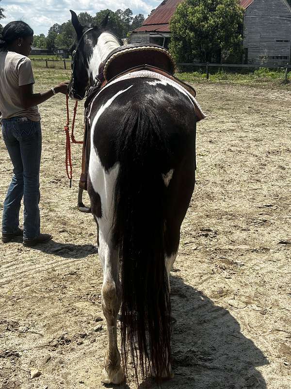 paint-pony